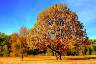 Einzelner Baum in goldgelbem Herbstlaub vor blauem Himmel – herbstliche Landschaftsidylle nahe dem Hotel Schwedi.