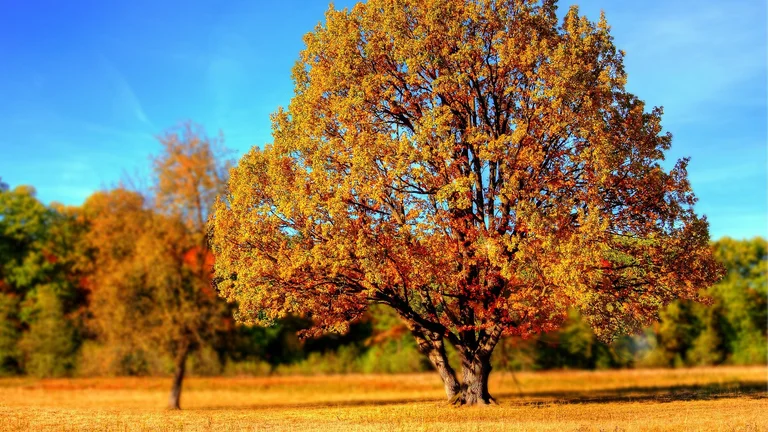 Einzelner Baum in goldgelbem Herbstlaub vor blauem Himmel – herbstliche Landschaftsidylle nahe dem Hotel Schwedi.