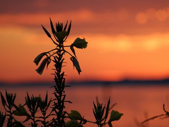 Der Bodensee im stimmungsvollen rot-orangenen Sonnenuntergang. Eine Palme steht im Vordergrund.