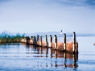 Holzpfähle, die in einer Reihe aus dem Bodensee ragen. Auf dem vorderen Pfahl sitzt eine Möwe und im Hintergrund ist eine Bergsilhouette zu sehen.