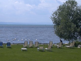 Die Liegewiese des Hotel Schwedi mit vielen Liegestühlen direkt am Bodensee. Auf der rechten Seite befinden sich zwei schattenspendende Bäume.