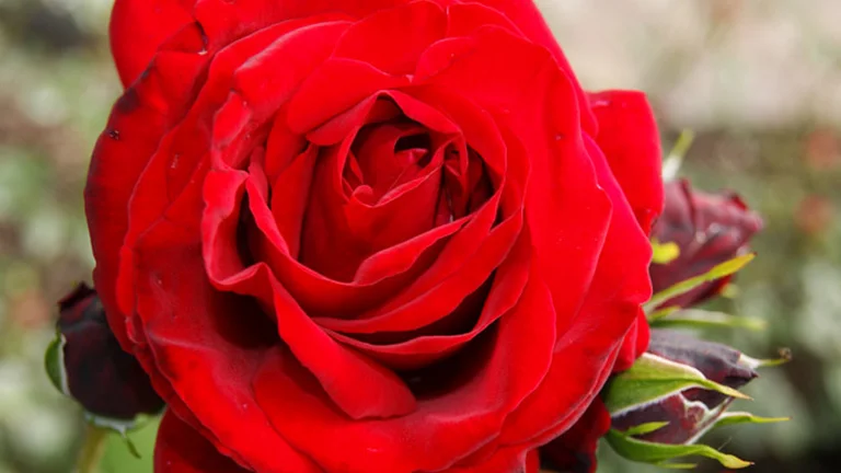 Nahaufnahme einer leuchtend roten Rose mit geschlossenen Knospen im Garten des Hotel Schwedi