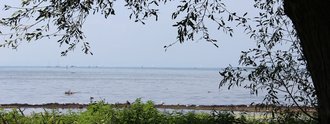 Blick durch schattenspendende Bäume auf den Bodensee mit ruhiger Wasseroberfläche – naturnahes Uferpanorama beim Hotel Schwedi.