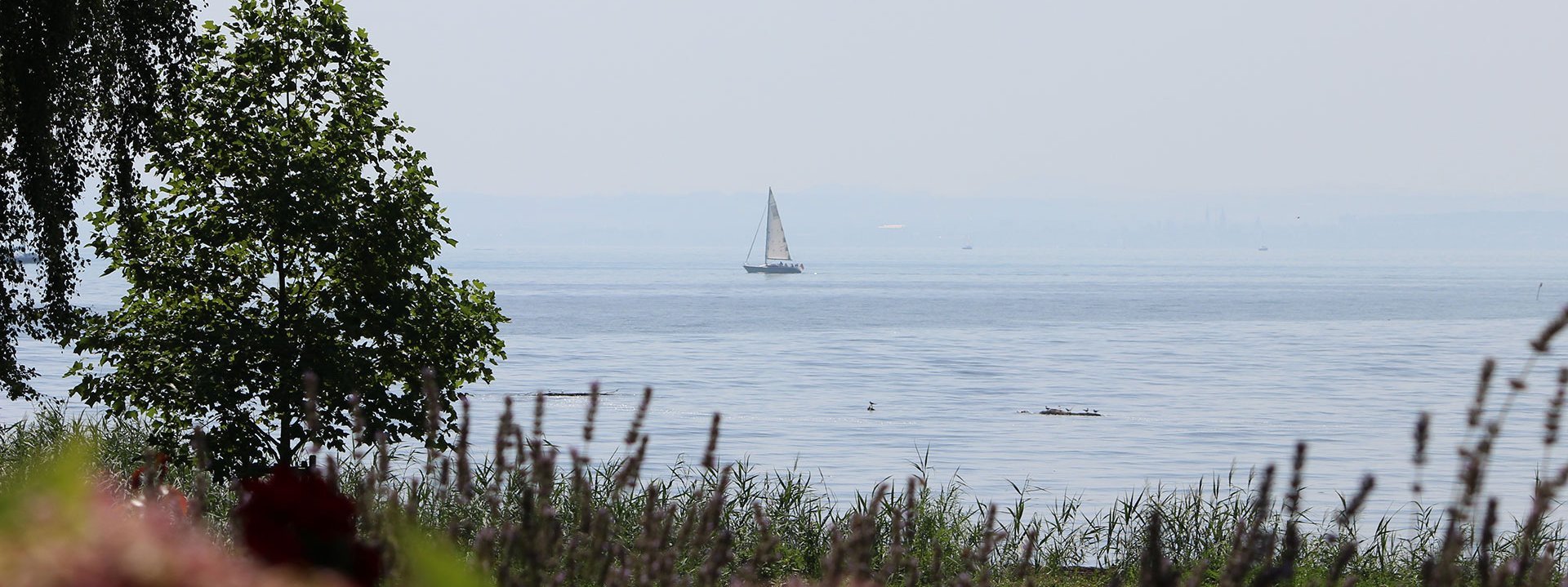 Bild des Bodensees an einem nebeligen Tag. Auf dem Bodensee fährt ein Segelboot.